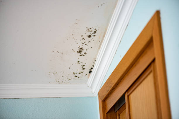 Best Bathroom Mold Remediation in Centerport, NY